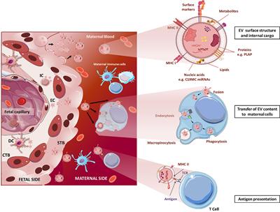 Synergies of Extracellular Vesicles and Microchimerism in Promoting Immunotolerance During Pregnancy